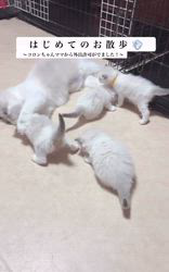 櫻井純子ブリーダーのブログ：㊗️外出解禁(許可がおりました。)🐾