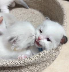 櫻井純子ブリーダーのブログ:チョー仲良し🥰