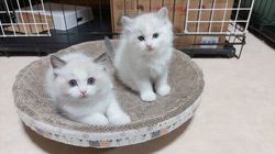 櫻井純子ブリーダーのブログ：シンクロ💫