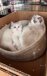 櫻井純子ブリーダーのブログ：お迎えまで、ママ独り占め🥰