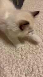 櫻井純子ブリーダーのブログ：お迎えから1週間経ちましたね💖しまちゃん