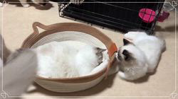 櫻井純子ブリーダーのブログ：来年からパパ・ママ候補生