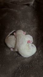 櫻井純子ブリーダーのブログ：🎉赤ちゃん誕生しました🎉