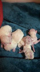 櫻井純子ブリーダーのブログ：㊗️全員で4匹でした🎉🎉