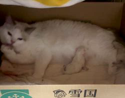 櫻井純子ブリーダーのブログ：㊗️ふぅちゃん出産始まりましたー🎉🎉