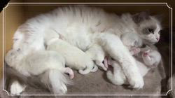 櫻井純子ブリーダーのブログ：ユキちゃんベビーに囲まれて至福のひと時🥰