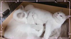 櫻井純子ブリーダーのブログ：ママ2人の間を右往左往🌀