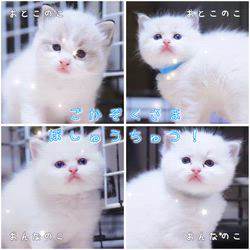 櫻井純子ブリーダーのブログ：ご家族様♡募集中🙇