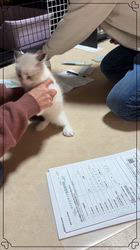 櫻井純子ブリーダーのブログ：ワクチン💉チップ行いました😣