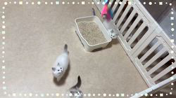 櫻井純子ブリーダーのブログ：こっちにちょーだい猫🙌🏻
