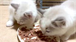 櫻井純子ブリーダーのブログ：もぐもぐタイム🥣