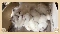 櫻井純子ブリーダーのブログ：琥珀ちゃんベイビー🤩お目目開きました🎉