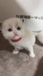 櫻井純子ブリーダーのブログ：キレイなハチワレ女子❤️