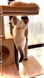 櫻井純子ブリーダーのブログ：好き過ぎて滅💘(里帰り😸)