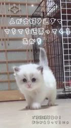 櫻井純子ブリーダーのブログ：人が大好き❤️近寄って来ます🐾