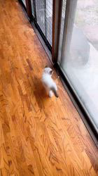 櫻井純子ブリーダーのブログ：🐾ちゅあちゃんのお散歩🐾