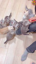 張童瑶ブリーダーのブログ：こんな感じで囲まれたい〜