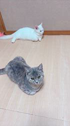 のブログ：午後くつろぎの時間