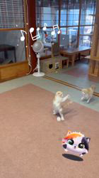 根本理子ブリーダーのブログ：スコッティシュ子猫