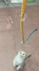 根本理子ブリーダーのブログ：あんみつ、未来Jr.