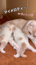 根本理子ブリーダーのブログ：マイメロディJr.