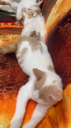 根本理子ブリーダーのブログ：食べてます、寝てます