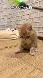 のブログ：募集中の子猫たち2026.6.6生まれです