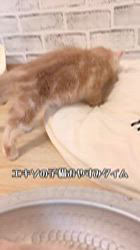 のブログ：募集中の子猫2026.6.6生まれ男の子