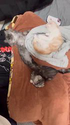 のブログ：みんなでお昼寝タイム😴