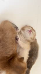渡部育子ブリーダーのブログ：ブリティッシュゴールデン　ありあの子猫🐈