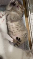 渡部育子ブリーダーのブログ:スコティッシュフォールドの子猫