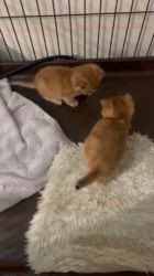 渡部育子ブリーダーのブログ：ボール遊び😼