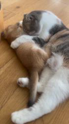 渡部育子ブリーダーのブログ：さくら　ブリティッシュゴールデンの子猫をかわいがってます。