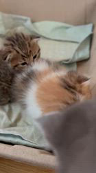 渡部育子ブリーダーのブログ：さくらの赤ちゃん　元気に育っています😺