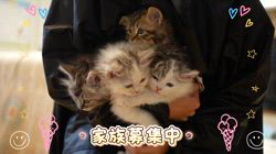 羅方遠ブリーダーのブログ：幸せすぎる