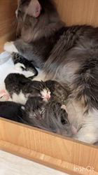 のブログ：子猫産まれました❤️