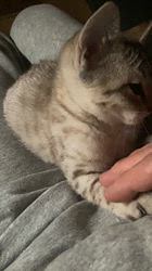 池上誠ブリーダーのブログ：オーストラリアンミストの仔猫―オレンジバンドの男の子