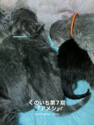 冨岡利枝ブリーダーのブログ：くのいちベビー第7期🐾『アメシ』♂✨