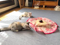冨岡利枝ブリーダーのブログ：かわいい短毛薄三毛姉妹♪