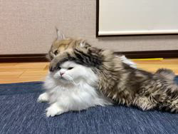 冨岡利枝ブリーダーのブログ：親離れしても😃