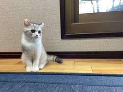 冨岡利枝ブリーダーのブログ：今日は『カスミ』♀のお迎え♪