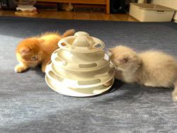 冨岡利枝ブリーダーのブログ：『ぱっちお』ベビー🐾上手に遊べるようになってきました♪