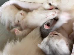 冨岡利枝ブリーダーのブログ：『みるお』ベビー🐾生後3週♪