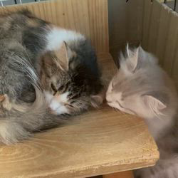 冨岡利枝ブリーダーのブログ：『らくほ』♂ママをグルーミング✨