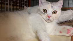 冨岡利枝ブリーダーのブログ：「くるるるる♪」✨