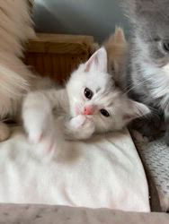 冨岡利枝ブリーダーのブログ:『炎(えん)』♀