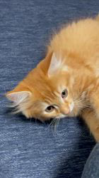 冨岡利枝ブリーダーのブログ：『あかし』♂