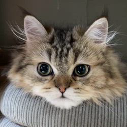 冨岡利枝ブリーダーのブログ：動画です😛