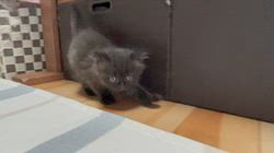 冨岡利枝ブリーダーのブログ：タジタジじたばた💦