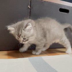 冨岡利枝ブリーダーのブログ：凛々しく整った顔✨😼✨